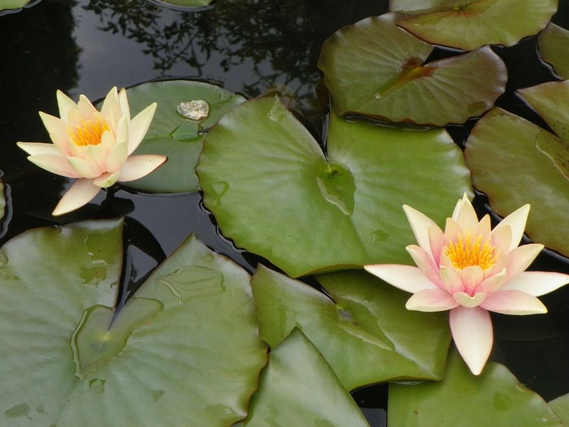 7 iun (67) - Vara 2018