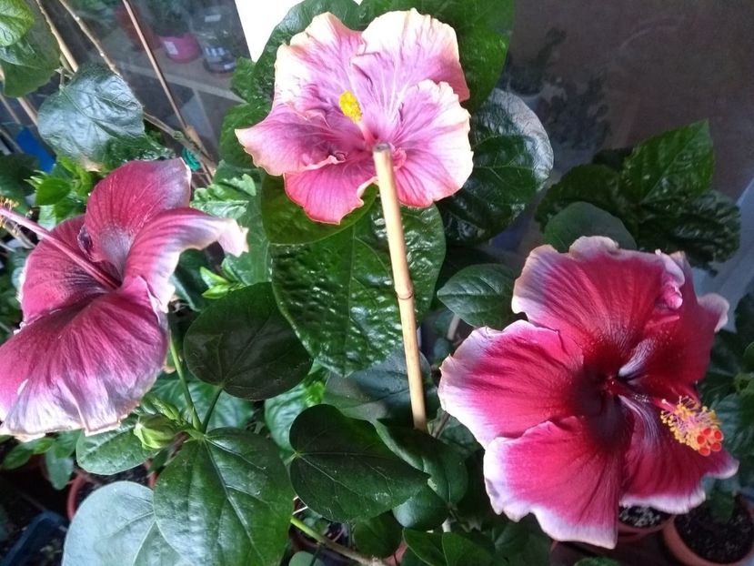  - 04Hibiscus