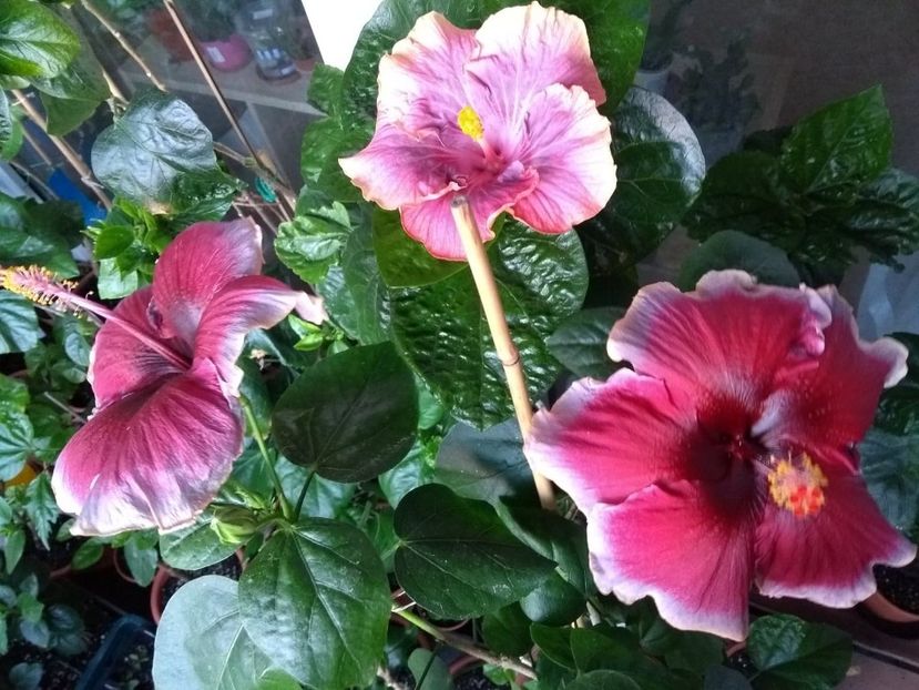  - 04Hibiscus