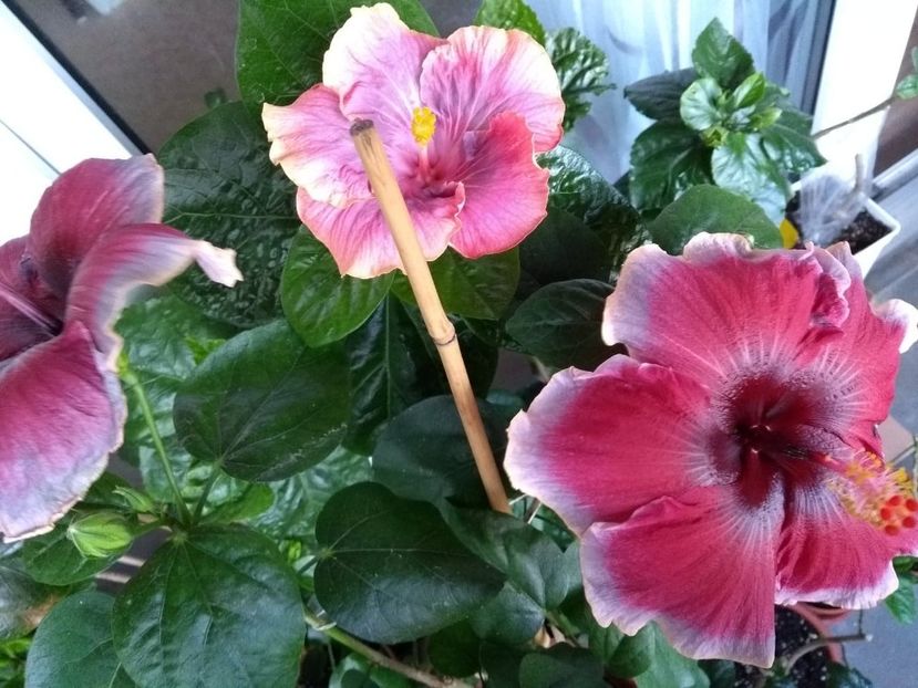  - 04Hibiscus