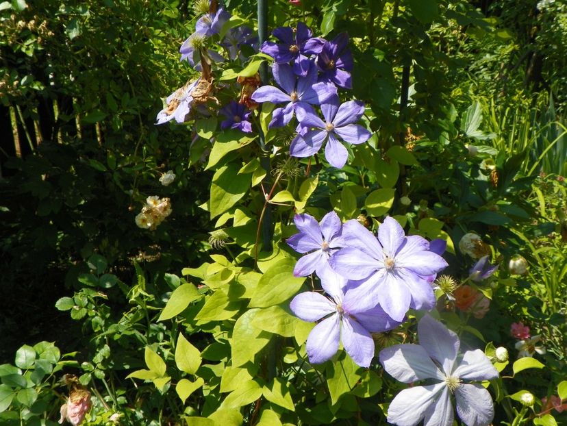 17 iun (10) - Clematite 2018