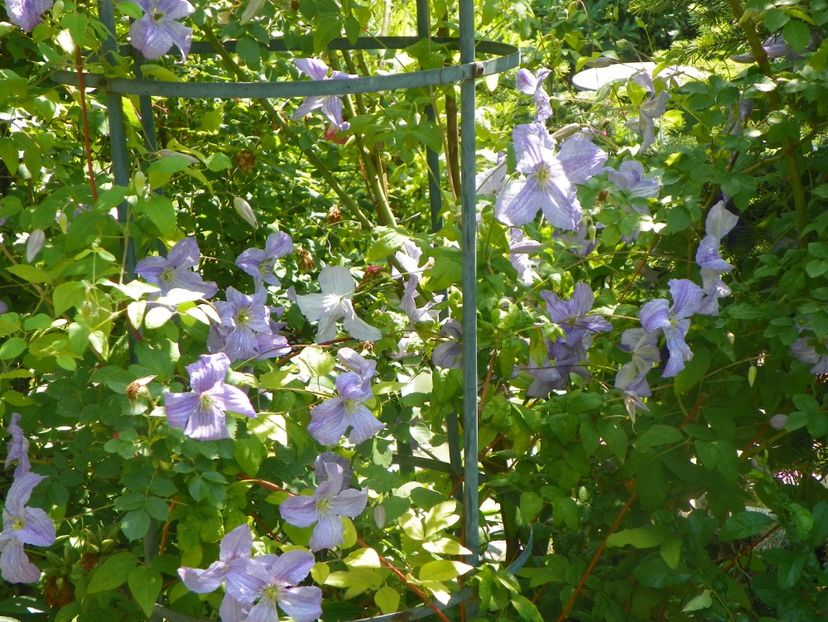 17 iun (11) - Clematite 2018