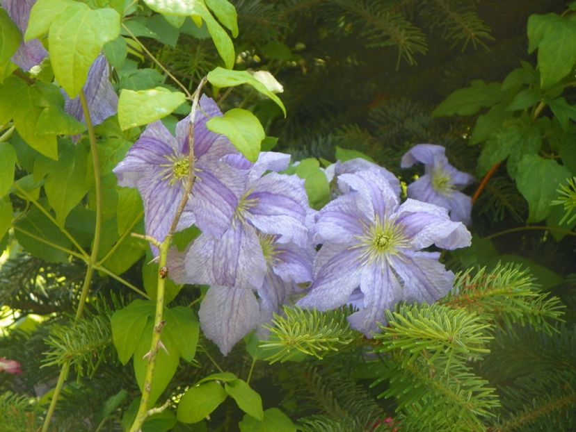 17 iun (12) - Clematite 2018
