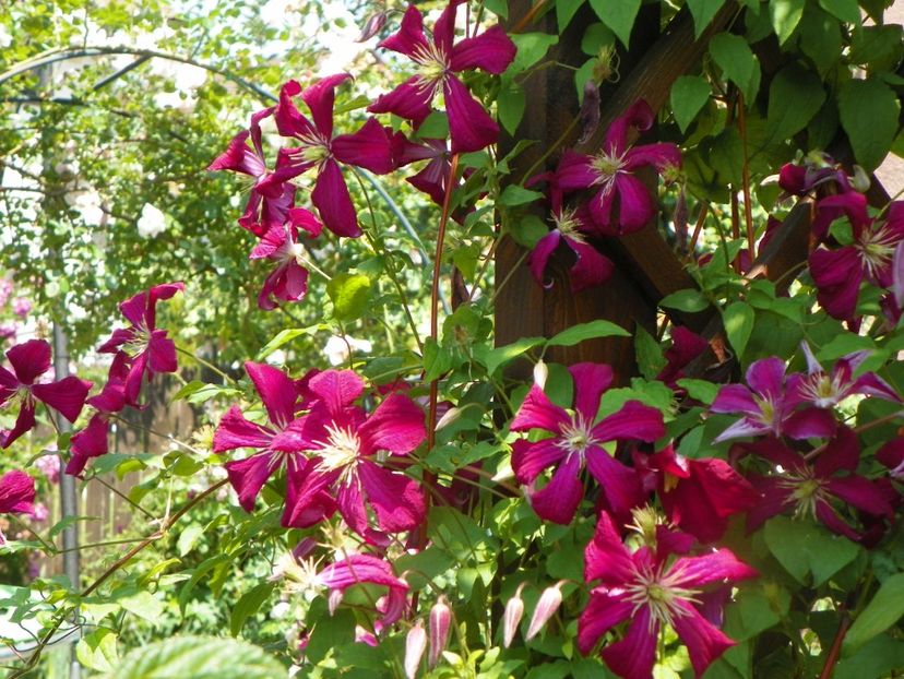 17 iun (14) - Clematite 2018