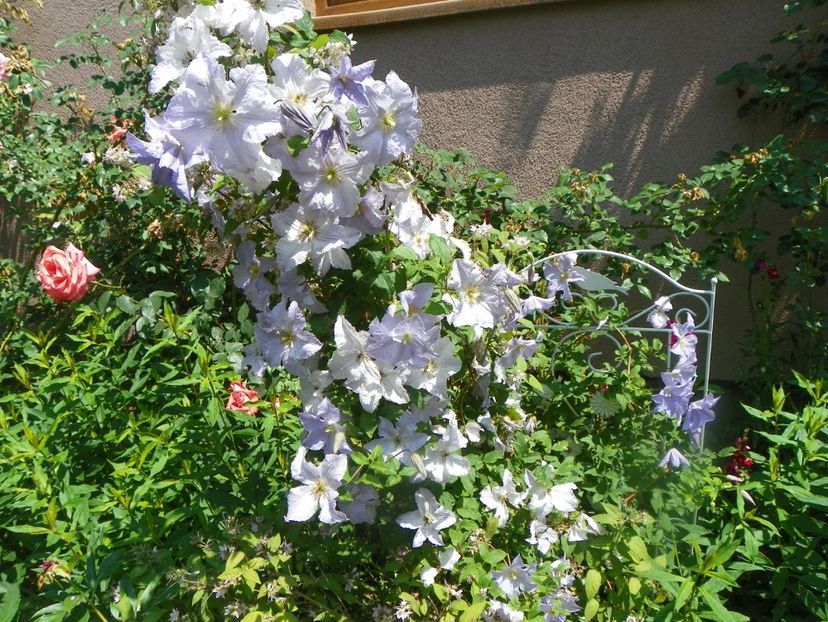 17 iun (15) - Clematite 2018