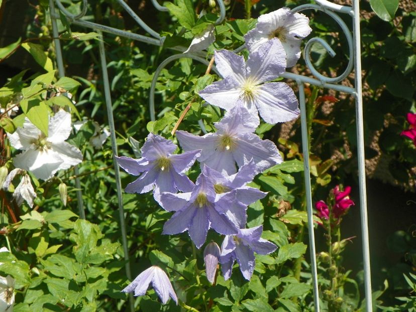 17 iun (16) - Clematite 2018