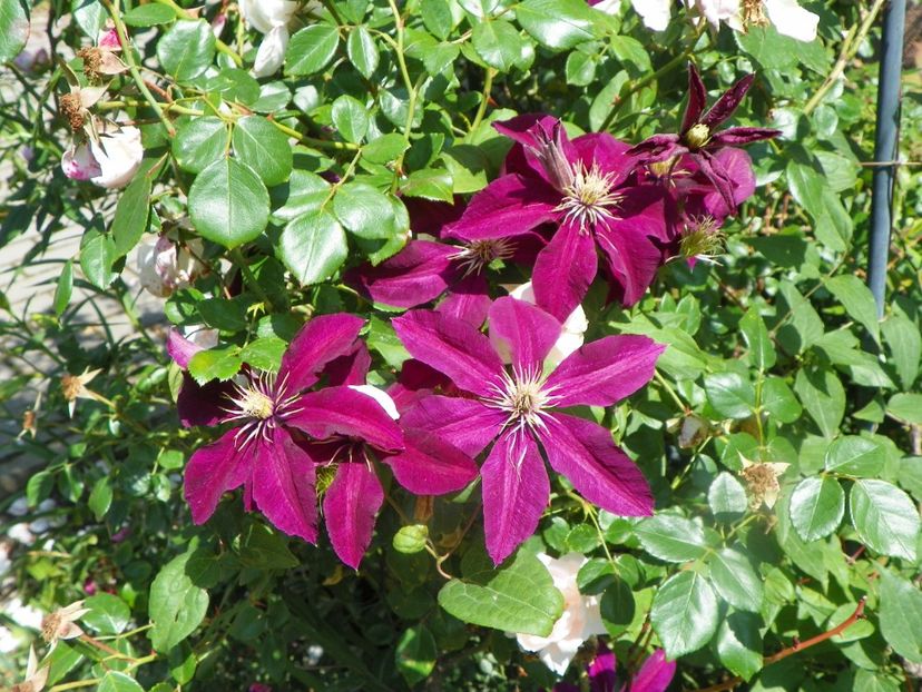 17 iun (19) - Clematite 2018