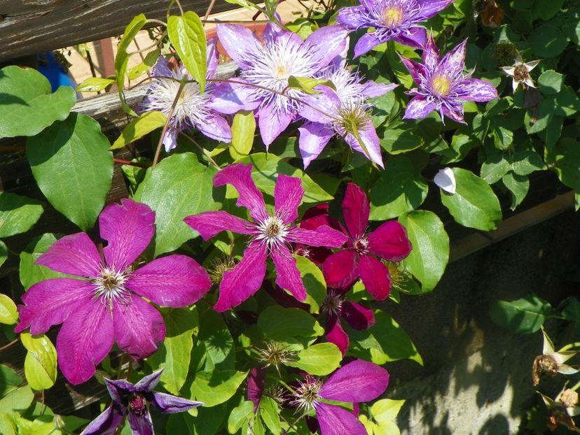 17 iun (23) - Clematite 2018