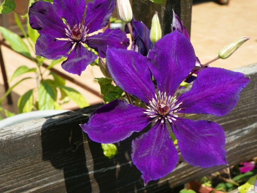 17 iun (24) - Clematite 2018