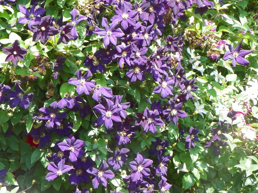 17 iun (25) - Clematite 2018