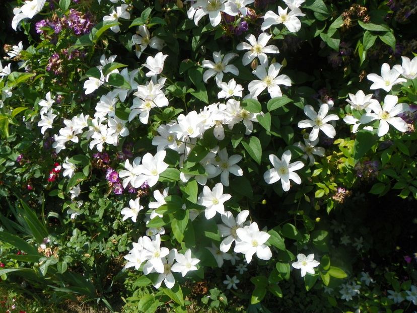17 iun (27) - Clematite 2018