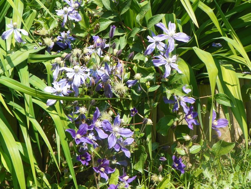 17 iun (35) - Clematite 2018