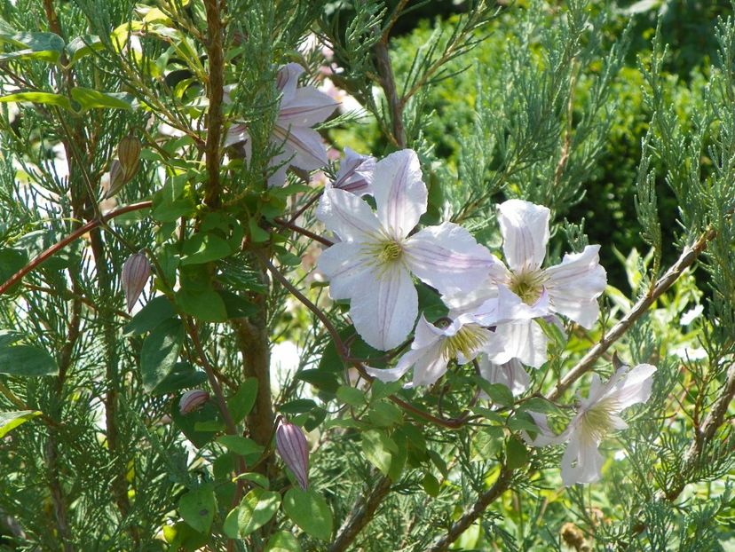 17 iun (59) - Clematite 2018
