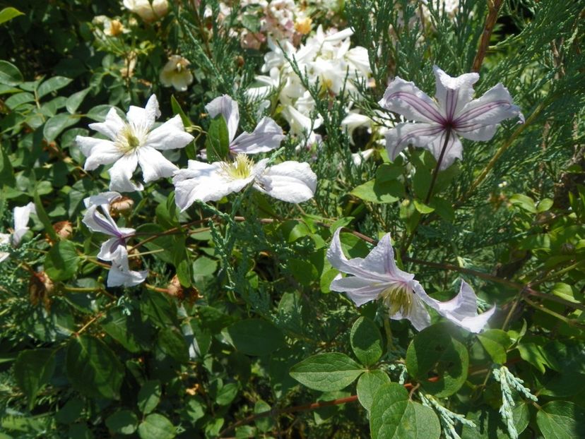 17 iun (64) - Clematite 2018