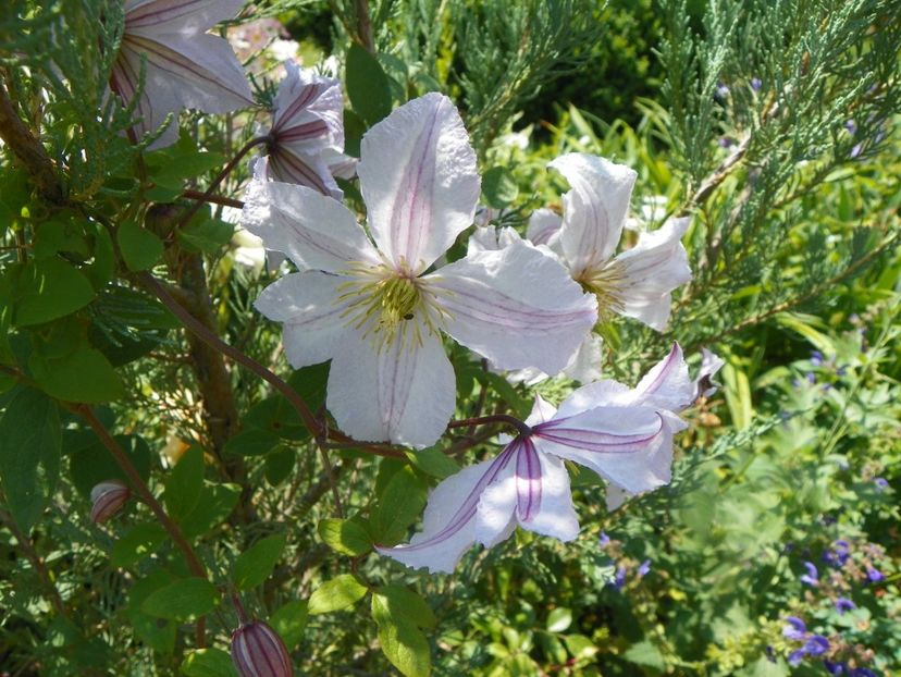 17 iun (65) - Clematite 2018