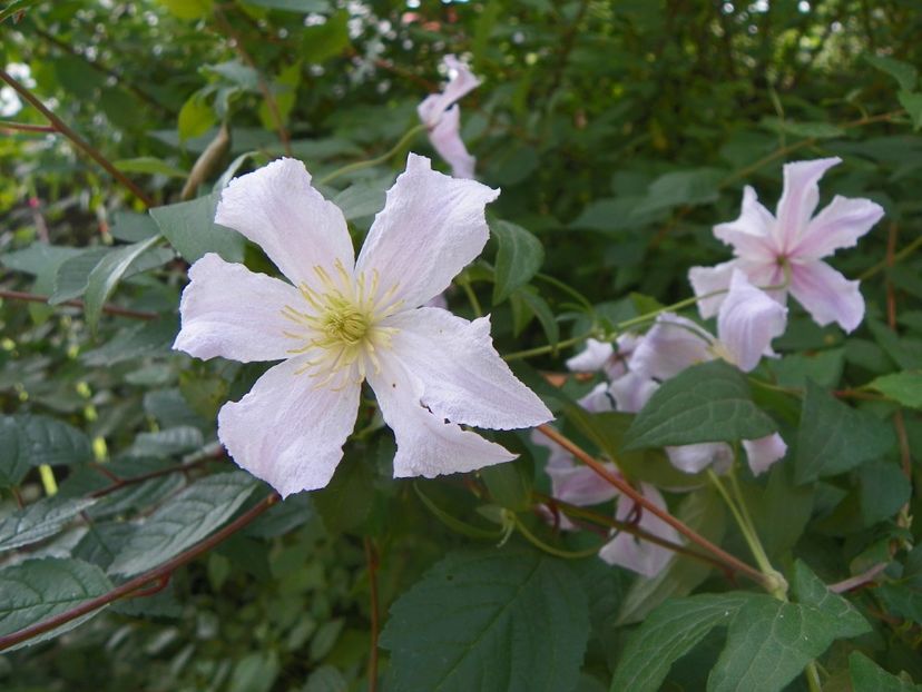 17 iun (73) - Clematite 2018