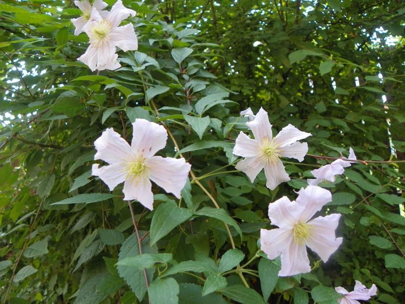 17 iun (74) - Clematite 2018