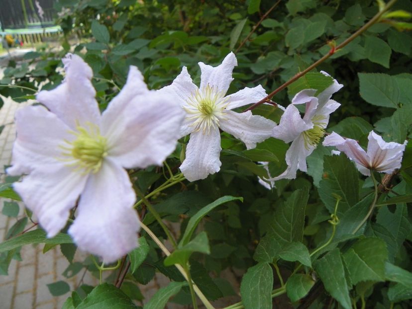 17 iun (75) - Clematite 2018