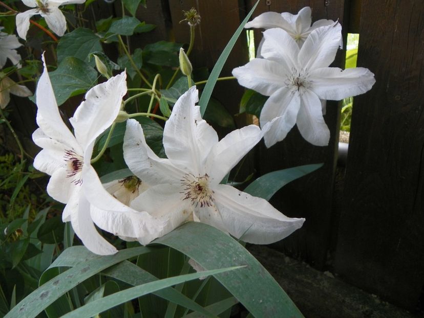17 iun (76) - Clematite 2018