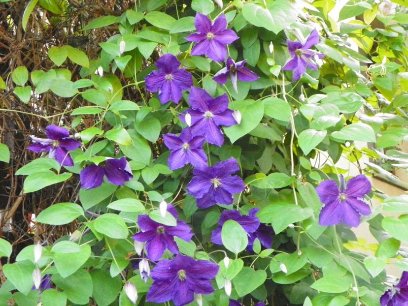 17 iun (81) - Clematite 2018