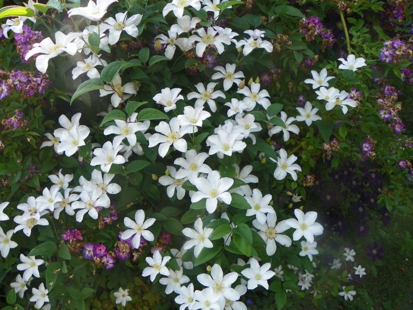 17 iun (85) - Clematite 2018