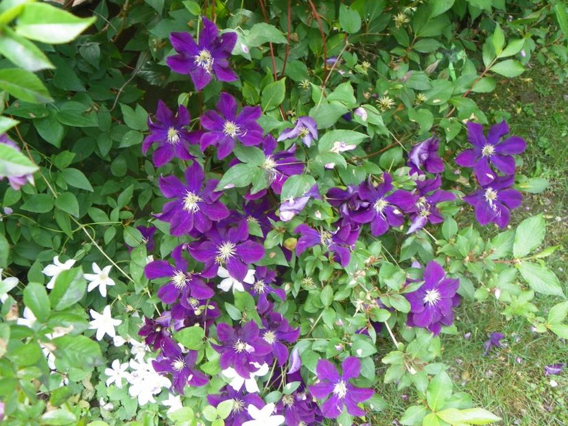 17 iun (95) - Clematite 2018