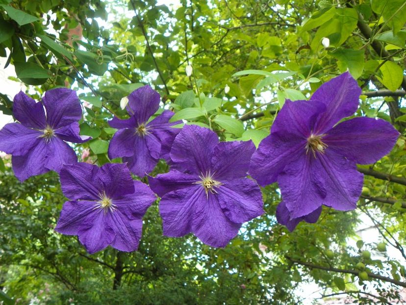 17 iun (96) - Clematite 2018