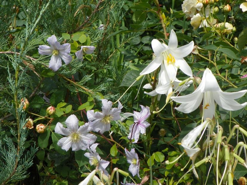 17 iun (108) - Clematite 2018