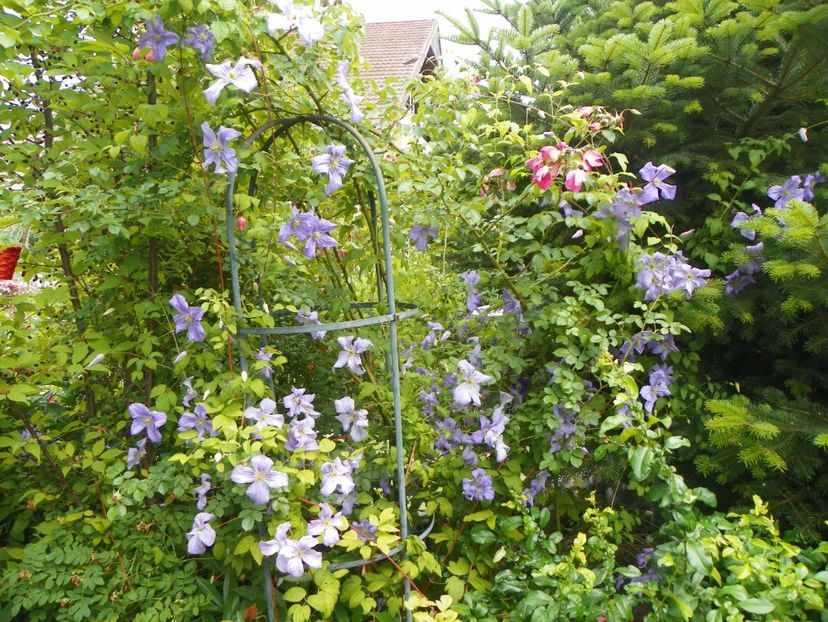 17 iun (114) - Clematite 2018