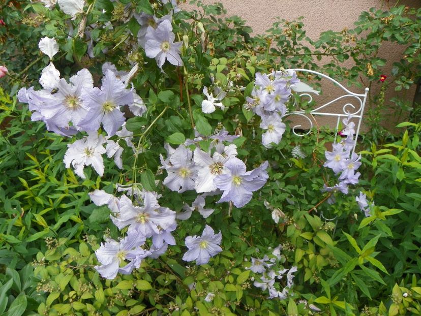 17 iun (118) - Clematite 2018