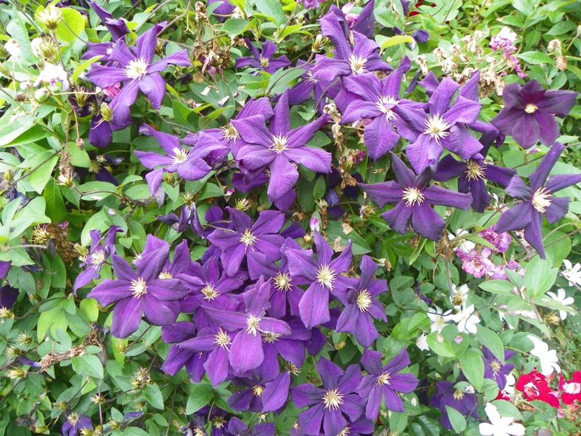 17 iun (122) - Clematite 2018