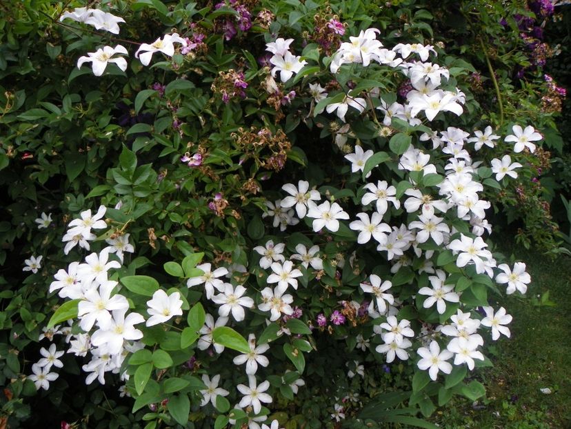 17 iun (123) - Clematite 2018