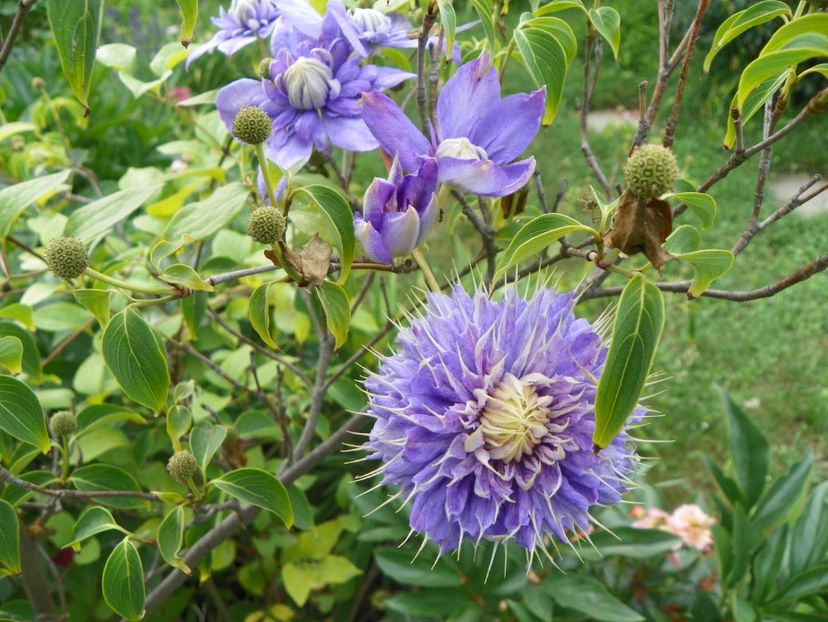 17 iun (131) - Clematite 2018