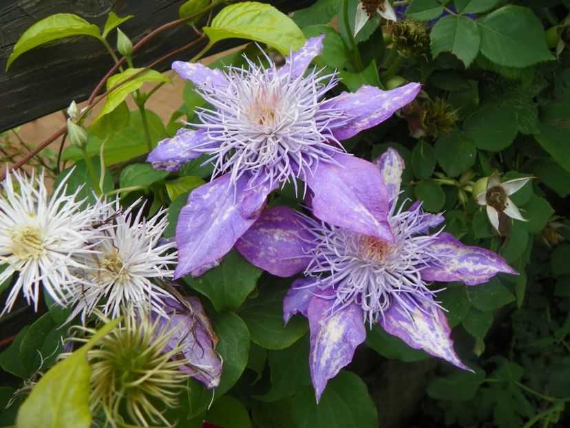 17 iun (134) - Clematite 2018