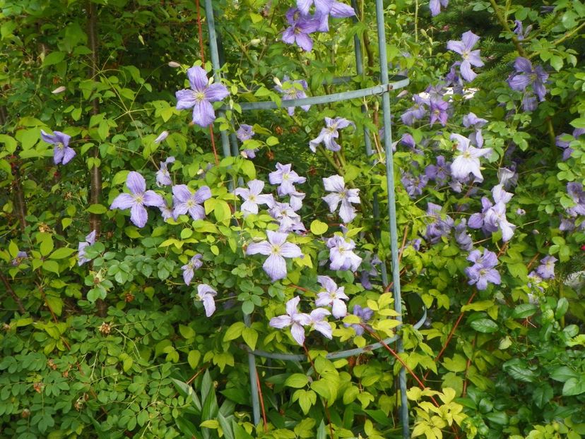 17 iun (139) - Clematite 2018