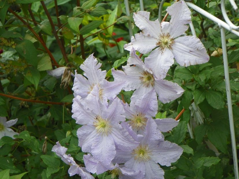 17 iun (140) - Clematite 2018