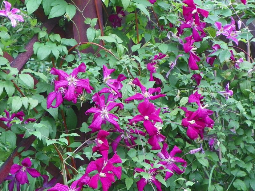 17 iun (141) - Clematite 2018
