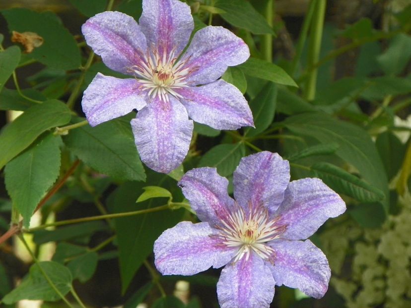 17 iun (142) - Clematite 2018