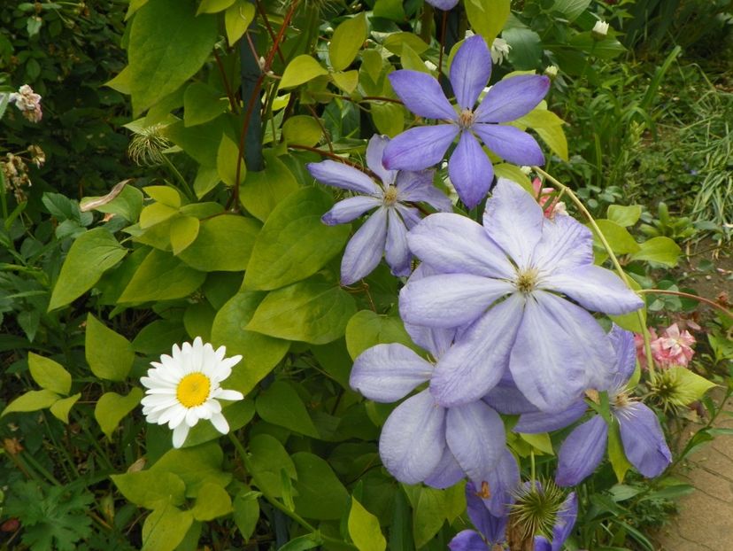 17 iun (148) - Clematite 2018