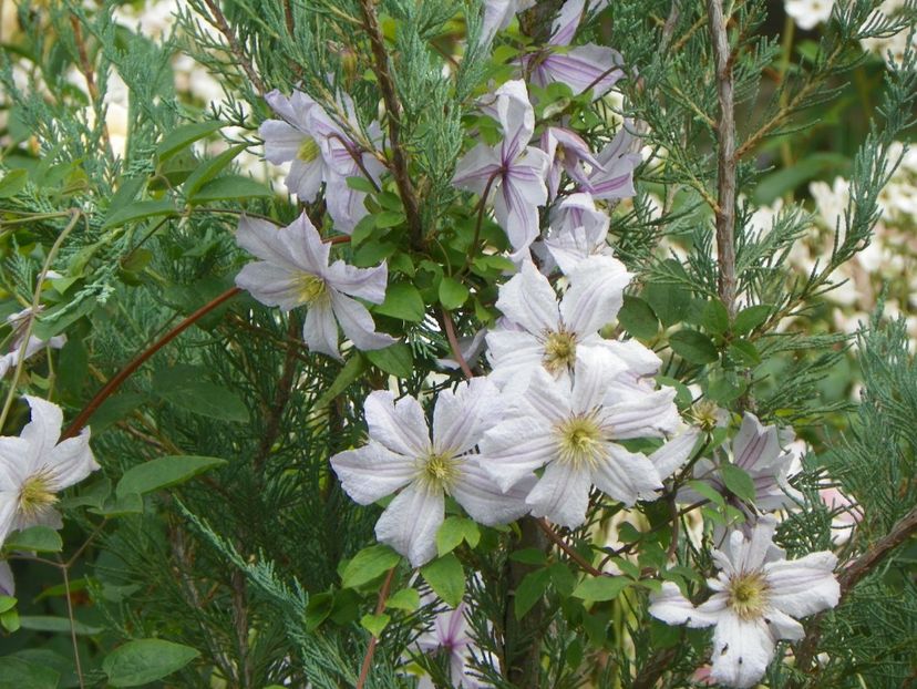 17 iun (151) - Clematite 2018