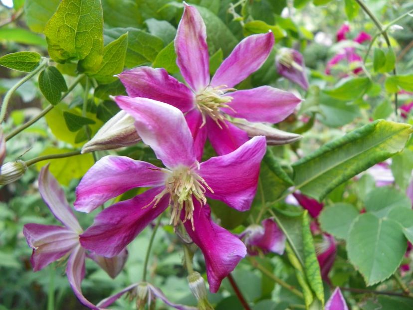 17 iun (178) - Clematite 2018