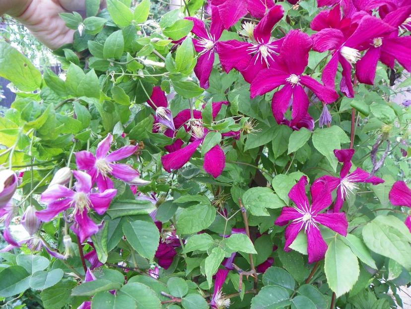 17 iun (179) - Clematite 2018
