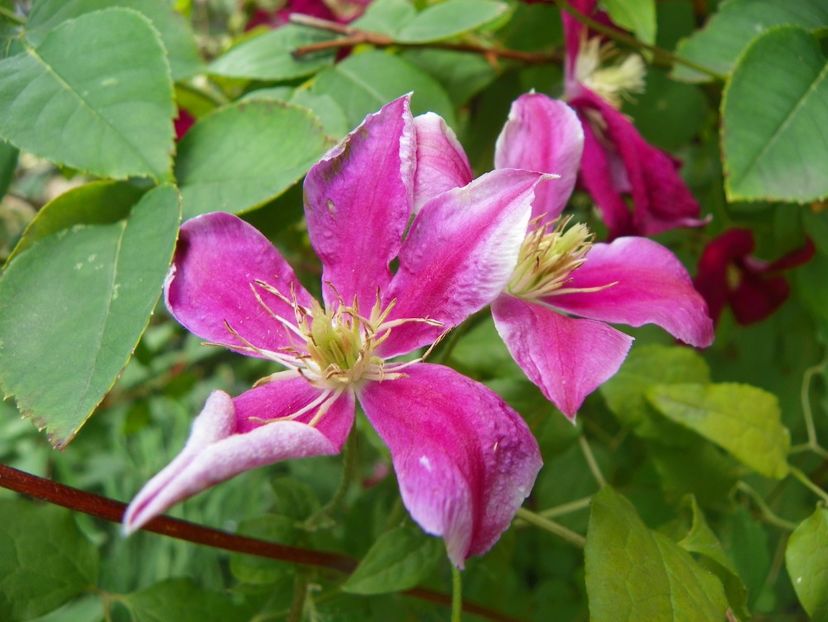 17 iun (180) - Clematite 2018