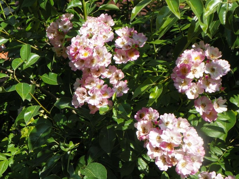 17 iun (2) - Trandafiri 2018 ii