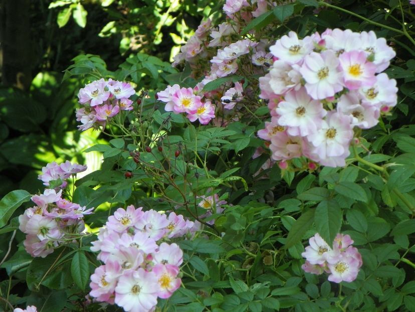 17 iun (4) - Trandafiri 2018 ii