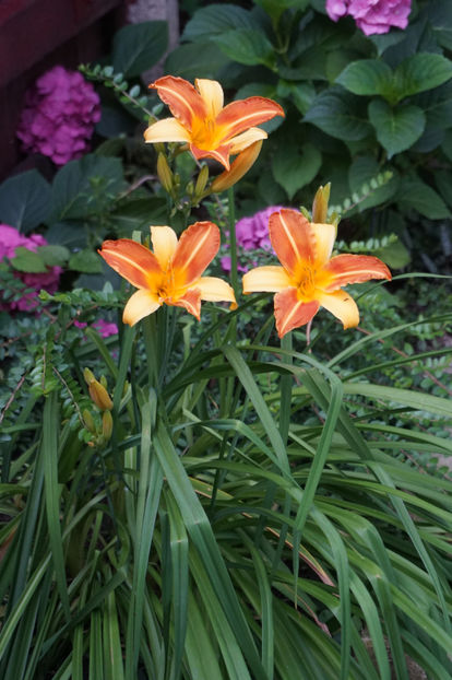  - Hemerocallis 2018- 2019