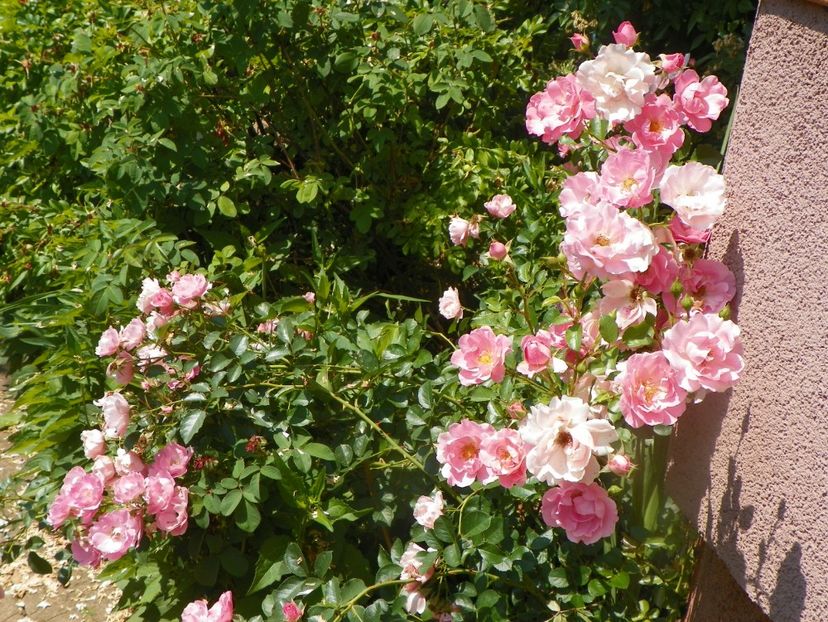 17 iun (8) - Trandafiri 2018 ii