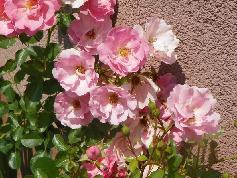 17 iun (9) - Trandafiri 2018 ii