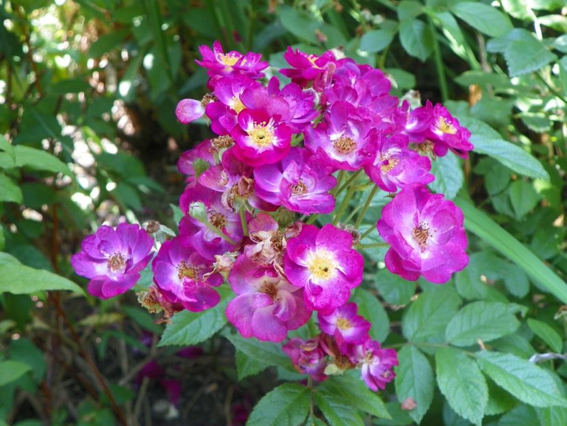 17 iun (17) - Trandafiri 2018 ii