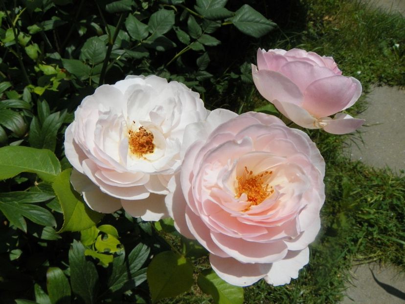 17 iun (22) - Trandafiri 2018 ii